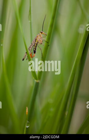 skorpion fliegen auf Gras thront, grünlichen Hintergrund mit Platz für Kopie. Männliche Exemplar von Panorpa communis. Vertikales Bild. Natur. Stockfoto