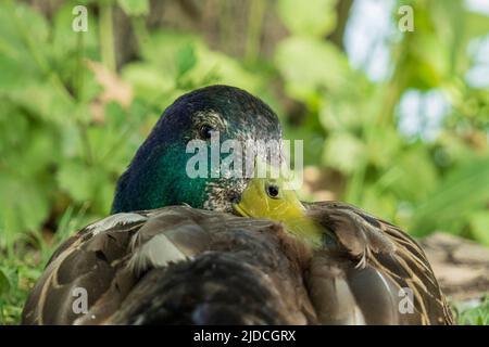 Porträt eines ruhenden Stockenten drake. Nahaufnahme von hinten, Blick in die Kamera Stockfoto