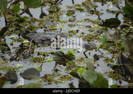 Wilder Kaiman mit Fischen im Mund im Naturlebensraum. Wild brasil, brasilianische Tierwelt, pantanal, grüner Dschungel, südamerikanische Natur und Wild. Stockfoto