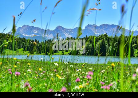 Almwiese im Sommer bei Garmisch-Partenkirchen, in der Mitte der Geroldsee, im Hintergrund das Karwendelgebirge, Bayern, Deutschland Stockfoto