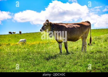 Allgäu Brauner Schweizer auf einer Almwiese im Allgäu, Schwaben, Bayern, Deutschland, Europa Stockfoto