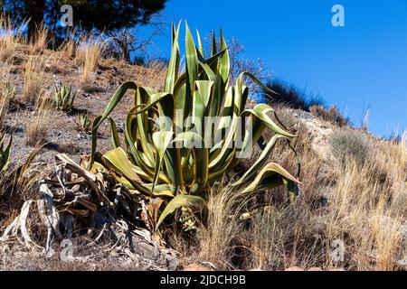 Agave americana, bunt American Century Plant Stockfoto