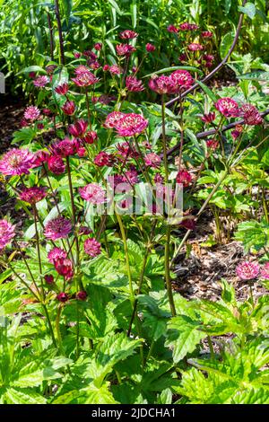 Astratia Major Gill Richardson Group eine im Herbst blühende Pflanze mit einer karmesinroten Sommerblume, die allgemein als großer schwarzer Masterwo bekannt ist Stockfoto