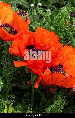 Orientalischer Mohn (papaver orientale) eine im Frühling blühende Sommerpflanze mit einer rot orangefarbenen Frühlingsblume, Stockfoto Stockfoto