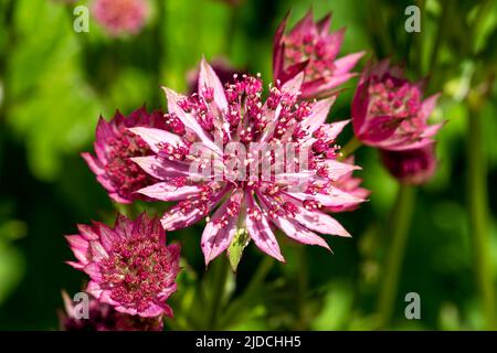 Astratia major 'Roma' eine im Herbst blühende Pflanze mit einer rosa roten Sommerblüte, die allgemein als große schwarze Masterwürze bekannt ist, Stockfoto i Stockfoto