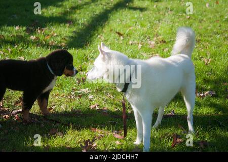 Der Berner Sennenhund und der 12-jährige Sibirische Husky treffen sich, nachdem Berne von der Adoptivbeschaffer nach Hause kommt Stockfoto