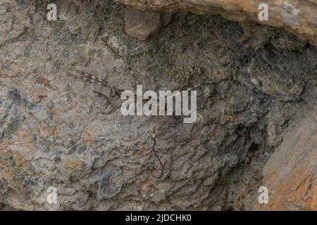 Empusa pennata, mediterrane Kegelkopfmantis Stockfoto