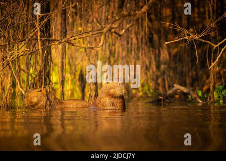 Capybara in der Natur Lebensraum des nördlichen pantanal. Größter Rondent, wildes amerika, südamerikanische Wildtiere. Stockfoto