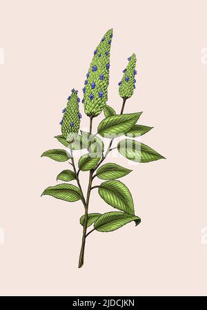 Chia-Samen. Pflanze oder Kraut. Salvia hispanica. Gewürz oder Gewürz oder Aroma oder Granulat oder Getreide. Handgraviert in alten Skizzen und Vintage-Stil gezeichnet. Stock Vektor