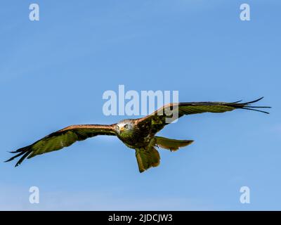 Ein prächtiger Roter Drachen (Milvus milvus) im Flug. Fotografiert in Haworth, West Yorkshire, Großbritannien Stockfoto