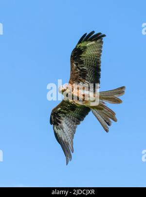 Ein prächtiger Roter Drachen (Milvus milvus) im Flug. Fotografiert in Haworth, West Yorkshire, Großbritannien Stockfoto