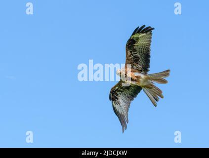 Ein prächtiger Roter Drachen (Milvus milvus) im Flug. Fotografiert in Haworth, West Yorkshire, Großbritannien Stockfoto