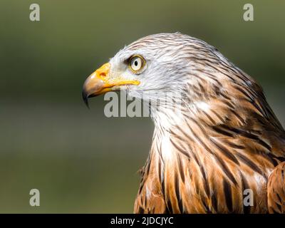 Ein Nahaufnahme-Porträt eines prächtigen Roten Drachen (Milvus milvus), fotografiert in Haworth, West Yorkshire, Großbritannien Stockfoto