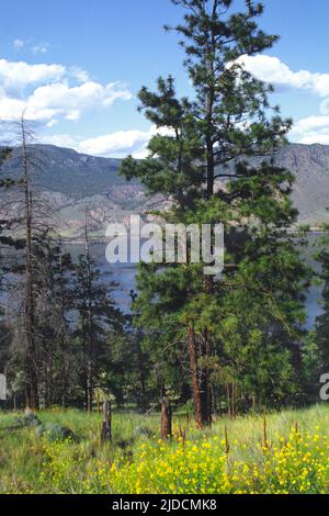 Kamloops British Columbia, Kanada, BC. Trans Canada Highway und ein Rapsfeld. Eisenbahnstrecke und Zug, die auf der anderen Seite des Kamloops Sees vorbeifahren Stockfoto