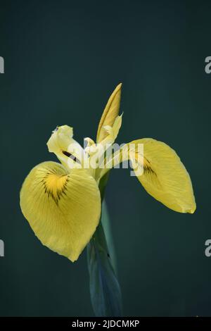 Makroaufnahme der Flag Iris, die in den Sümpfen des Breney Common Cornwall wächst Stockfoto