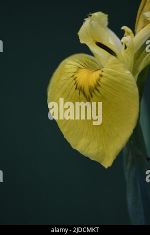 Makroaufnahme der Flag Iris, die in den Sümpfen des Breney Common Cornwall wächst Stockfoto