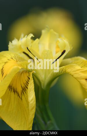 Makroaufnahme der Flag Iris, die in den Sümpfen des Breney Common Cornwall wächst Stockfoto