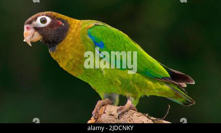 Brauner Kapuzenpapagei, Pionopsitta haematotis, tropischer Regenwald, Costa Rica, Mittelamerika, Amerika Stockfoto