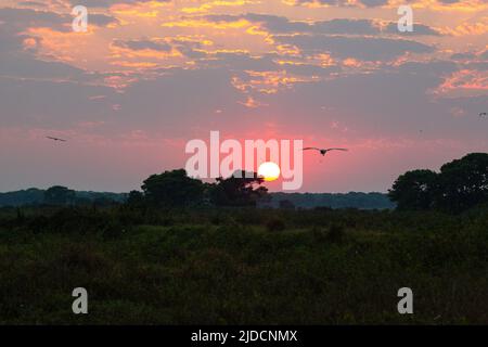 Wunderschöner Sonnenuntergang im nördlichen Pantanal, den größten Feuchtgebieten der Welt. Wildes brasilien, brasilianische Tierwelt und Natur, atemberaubende Landschaft, Flussufer. Stockfoto