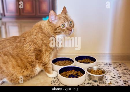 Lustige große rote Katze Haustier isst Nahrung, zu Hause in der Küche von Tiertellern Stockfoto