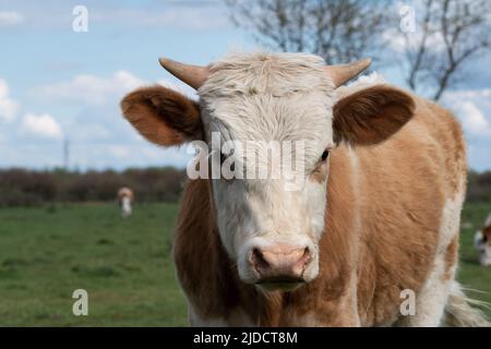 Nahaufnahme des Kuhkopfes mit kleinen Hörnern, Körperteil von Haustiertieren mit nasser Nase im Freien Stockfoto