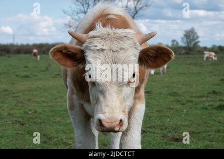 Nahaufnahme des Kuhkopfes mit kleinen Hörnern, Körperteil von Haustieren mit nasser Nase im Freien, orangefarbenes und weißes Haar Stockfoto