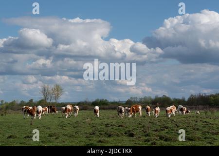 Herde von Kühen grasen in holprigen Weiden Vorderansicht am bewölkten Tag, domestizische Freilandhaltung in der Ebene im Frühjahr mit großen Cumulus Wolken in s Stockfoto