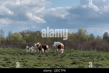 Herde von Kühen, die am bewölkten Tag auf holpriger Weide gegen Wald grasen, domestizische Freilandhaltung in der Ebene im Frühjahr mit großen Haufenwolken Stockfoto