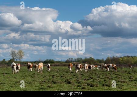 Herde von Kühen grasen in holprigen Weiden Vorderansicht am bewölkten Tag, domestizische Freilandhaltung in der Ebene im Frühjahr mit großen Cumulus Wolken in s Stockfoto