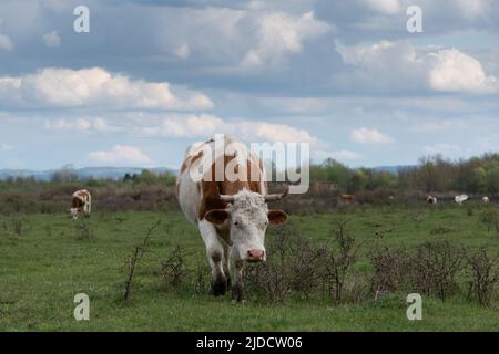 Vorderansicht einer Kuh im selektiven Fokus, die am bewölkten Tag durch kleine Sträucher auf der Weide geht Stockfoto