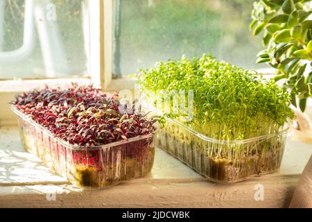 Kisten mit mikrogrünen Sprossen aus Kressalat und Amaranth auf weißer Fensterbank. Tageslicht, natürliches Sonnenlicht. Seitenansicht, Nahaufnahme, selektiver Fokus. Stockfoto