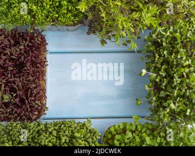 Set mit mikrogrünen Sprossen aus Amaranth, Rucola, Brunnenkresse, Senf, mizuna und Kohlrabi-Kohl auf blauem Holzhintergrund. Draufsicht, flach Stockfoto