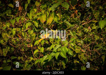 Majestätischer und farbenfroher Vogel im Naturlebensraum. Vögel des nördlichen Pantanal, wildes brasilien, brasilianische Tierwelt voller grüner Dschungel. Stockfoto