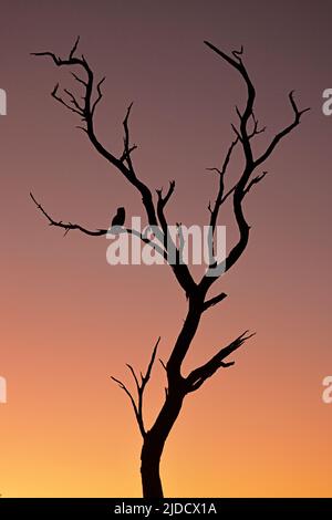 Verreaux's Eagle Owl in einem toten Baum bei Sonnenuntergang in Botswana Stockfoto