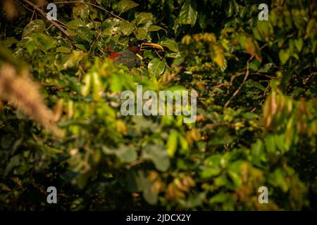 Majestätischer und farbenfroher Vogel im Naturlebensraum. Vögel des nördlichen Pantanal, wildes brasilien, brasilianische Tierwelt voller grüner Dschungel. Stockfoto