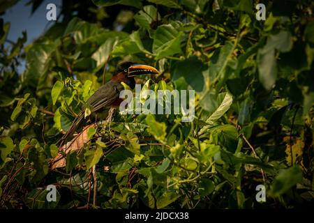 Majestätischer und farbenfroher Vogel im Naturlebensraum. Vögel des nördlichen Pantanal, wildes brasilien, brasilianische Tierwelt voller grüner Dschungel. Stockfoto