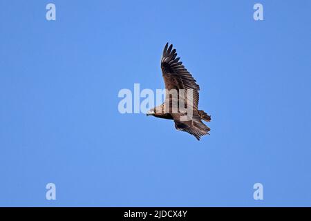 Juveniler Bateleur Eagle im Flug Botswana Stockfoto