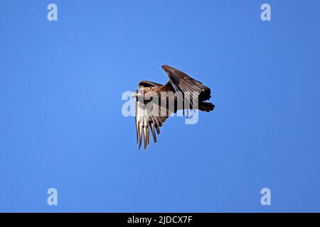 Juveniler Bateleur Eagle im Flug Botswana Stockfoto