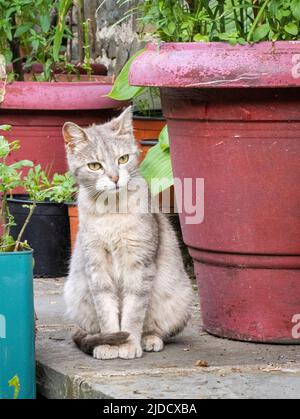 Hübsche Katze, die in einem Garten in Griechenland ihren Schwanz durch Pflanztöpfe um ihre Pfoten gekräuselt hat Stockfoto