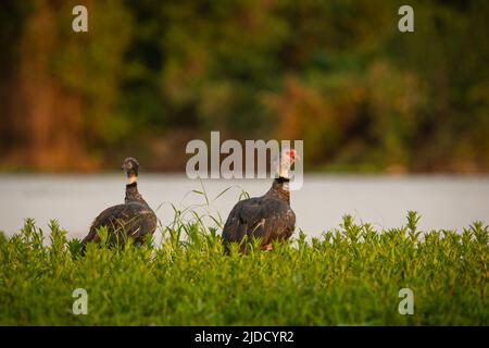 Majestätischer und farbenfroher Vogel im Naturlebensraum. Vögel des nördlichen Pantanal, wildes brasilien, brasilianische Tierwelt voller grüner Dschungel. Stockfoto