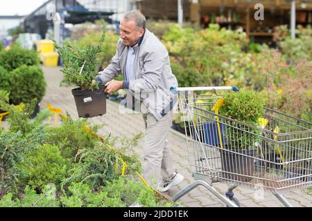 Kaukasischer Mann, der Sprossen im Gartencenter auswählt Stockfoto