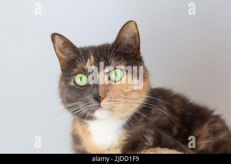 Hauskatze (weiß, grau, rot) Mestizo mit gelb-grünen Augen auf weißem Hintergrund. Nahaufnahme, Ansicht von unten. Stockfoto