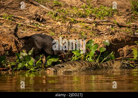 Majestätischer und farbenfroher Vogel im Naturlebensraum. Vögel des nördlichen Pantanal, wildes brasilien, brasilianische Tierwelt voller grüner Dschungel. Stockfoto