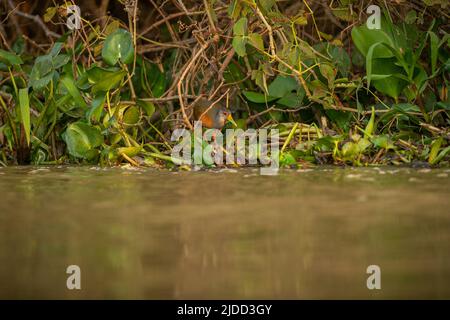 Majestätischer und farbenfroher Vogel im Naturlebensraum. Vögel des nördlichen Pantanal, wildes brasilien, brasilianische Tierwelt voller grüner Dschungel. Stockfoto