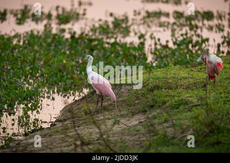 Majestätischer und farbenfroher Vogel im Naturlebensraum. Vögel des nördlichen Pantanal, wildes brasilien, brasilianische Tierwelt voller grüner Dschungel. Stockfoto