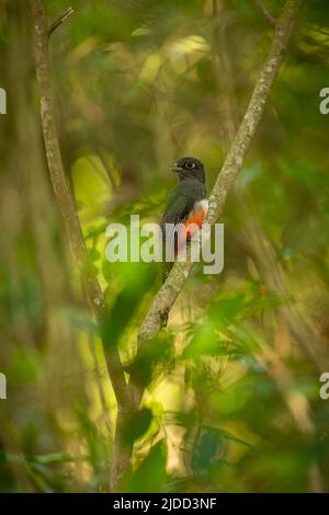 Majestätischer und farbenfroher Vogel im Naturlebensraum. Vögel des nördlichen Pantanal, wildes brasilien, brasilianische Tierwelt voller grüner Dschungel. Stockfoto