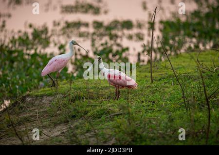 Majestätischer und farbenfroher Vogel im Naturlebensraum. Vögel des nördlichen Pantanal, wildes brasilien, brasilianische Tierwelt voller grüner Dschungel. Stockfoto