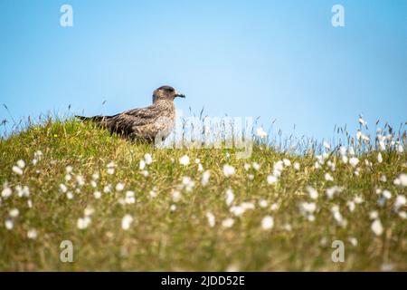 Ein großer Skua, der im Moor steht Stockfoto