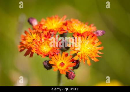 Hieracium aurantiacum - Fuchs und Jungen - orange Wildblume Stockfoto