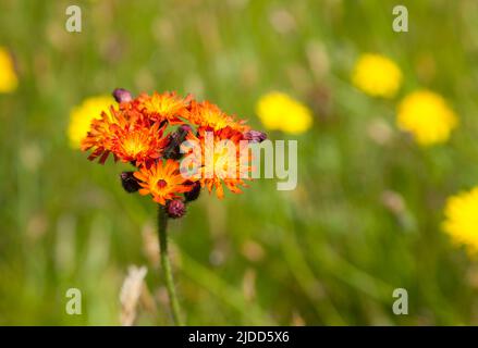 Hieracium aurantiacum - Fuchs und Jungen - orange Wildblume Stockfoto